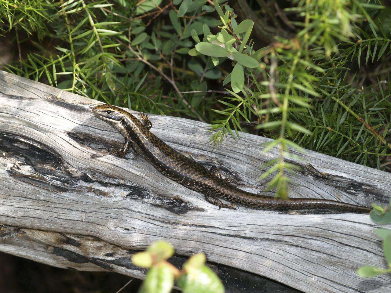 Image of water skink