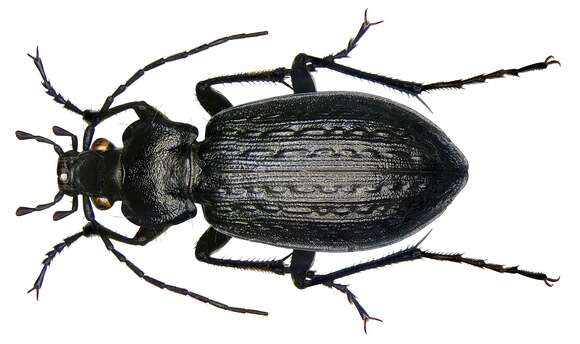 Image of true ground beetle genus