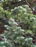 Image of Fir