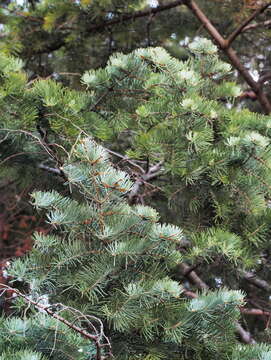 Image of white fir