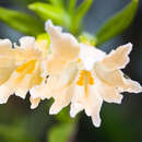 Image of largeflower bush monkeyflower