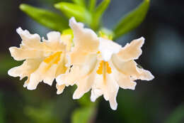 Image of largeflower bush monkeyflower