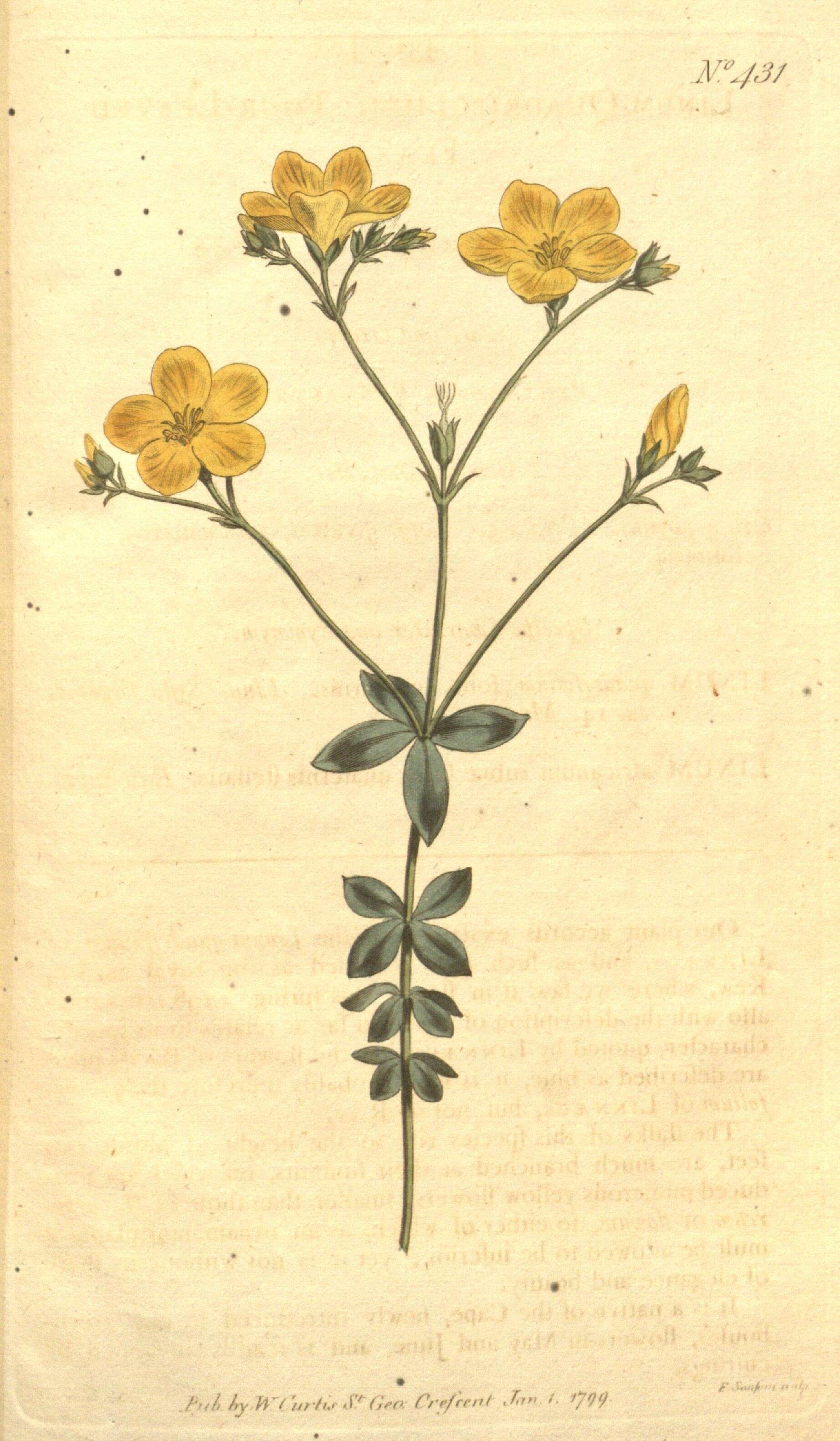 Image of Linum quadrifolium L.