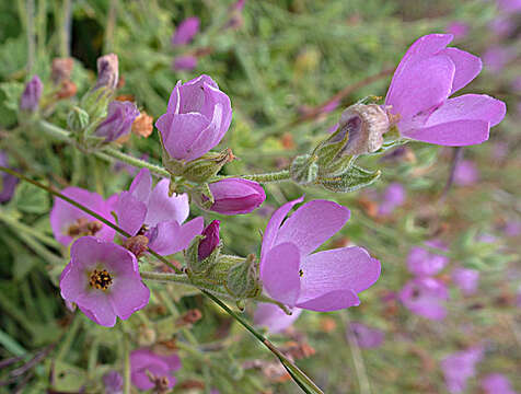 Image of Andeimalva chilensis (Gay) J. A. Tate