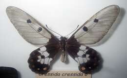 Image of Cressida