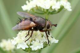 Image de Tachina fera (Linnaeus 1761)