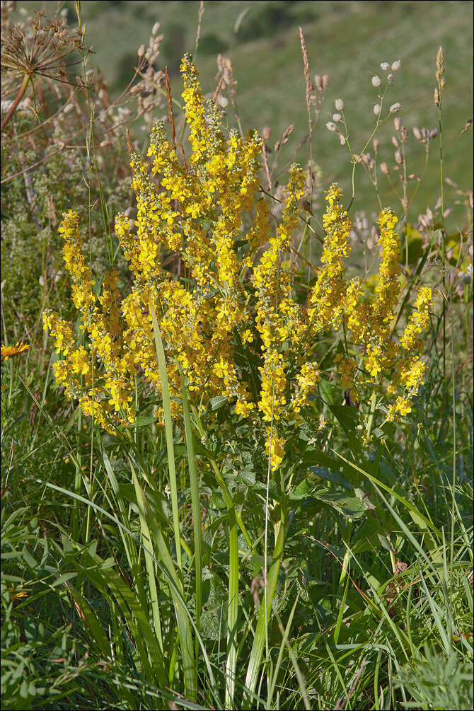 Image of mullein