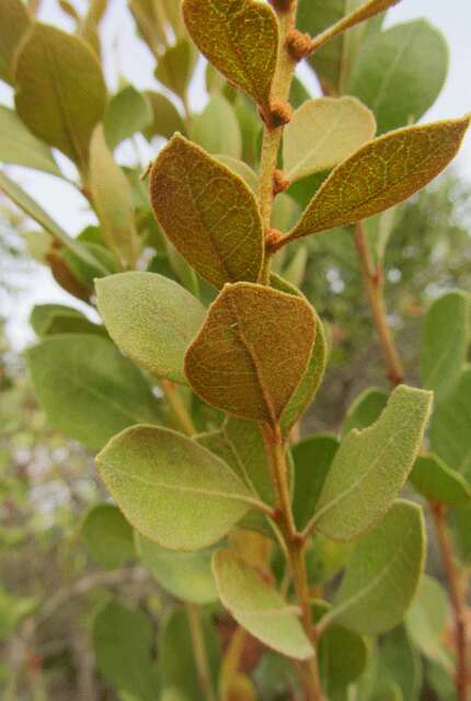 Image of coastal plain staggerbush