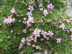 Image of moss campion