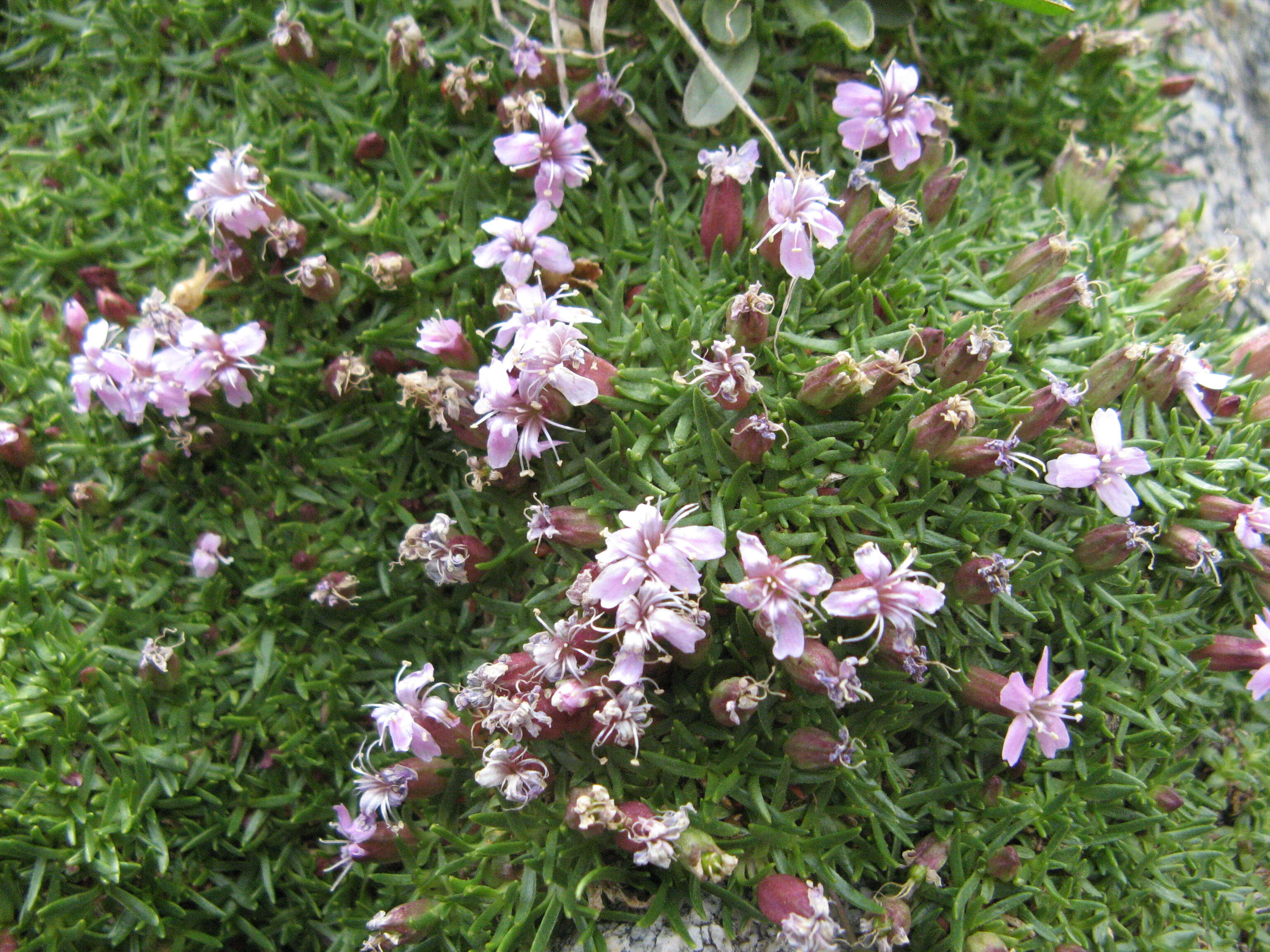 Image of Catchfly