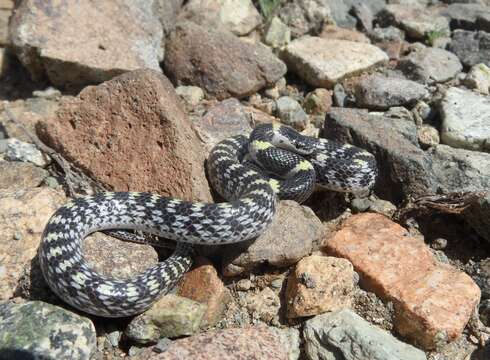 Image of Barred Wolf Snake