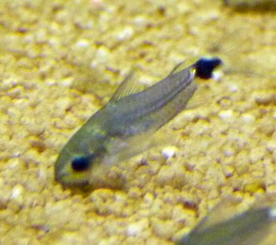 Corydoras hastatus Eigenmann & Eigenmann 1888 resmi