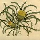 Image of Banksia prolata subsp. prolata