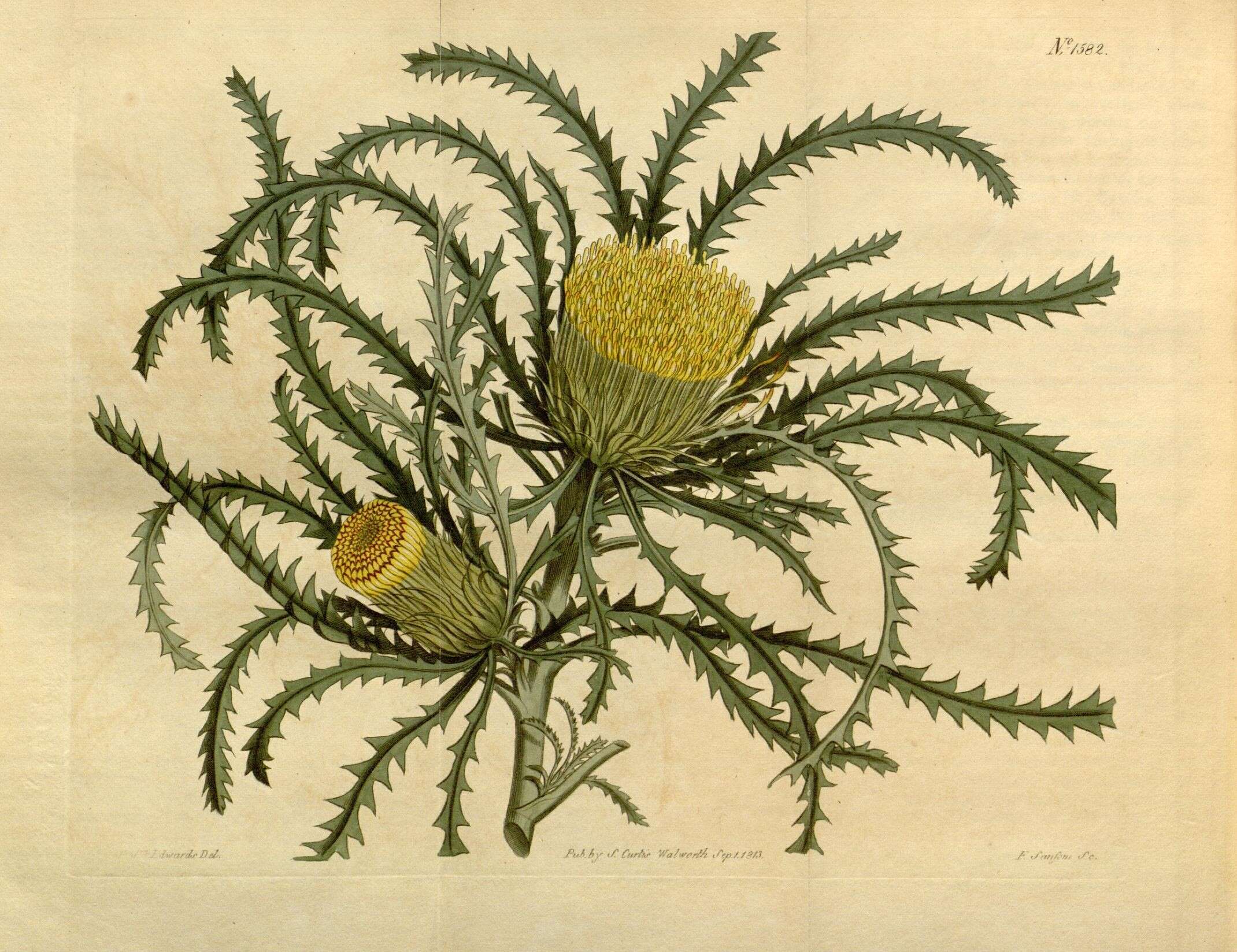 Image of Banksia prolata A. R. Mast & K. R. Thiele