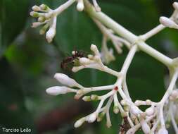 Image of Psychotria carthagenensis Jacq.