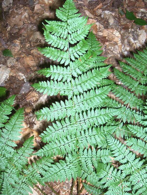 Image of intermediate woodfern