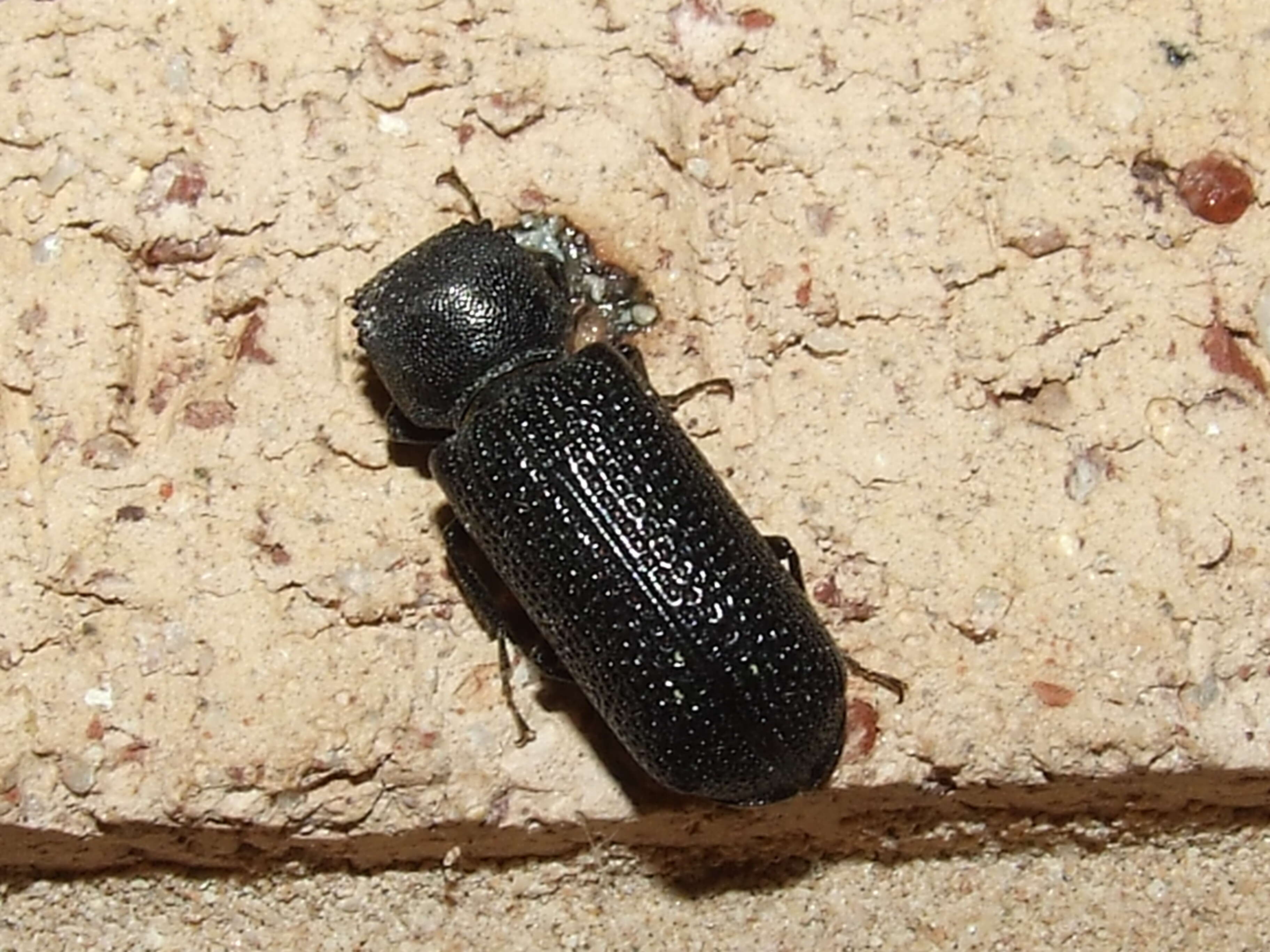 Image of horned powderpost beetles