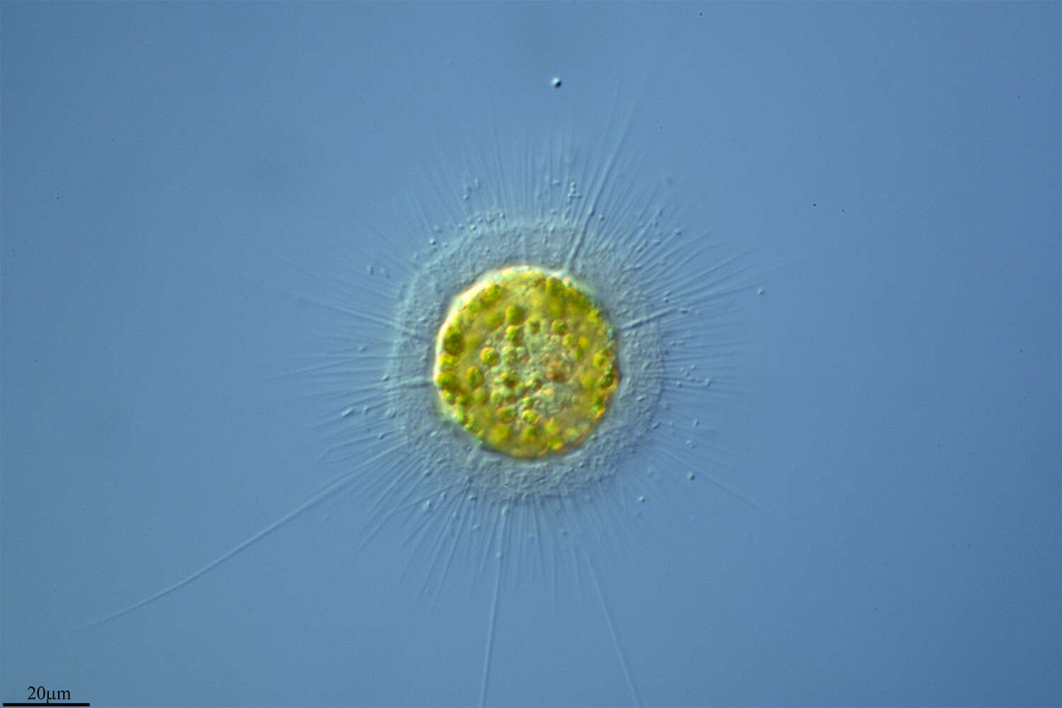 Image of Heliozoa