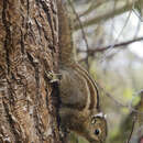 Image of Swinhoe's Striped Squirrel