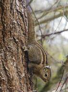 Image of Swinhoe's Striped Squirrel