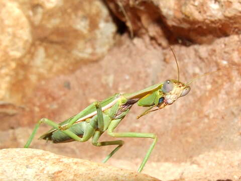 Image of praying mantises