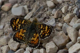 Image of Pearl Crescent