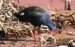 Image of Swamphen