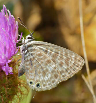 Image of Leptotes