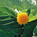 Image of Sonchus brassicifolius S. C. Kim & Mejías