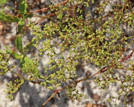 Image of rock rose family