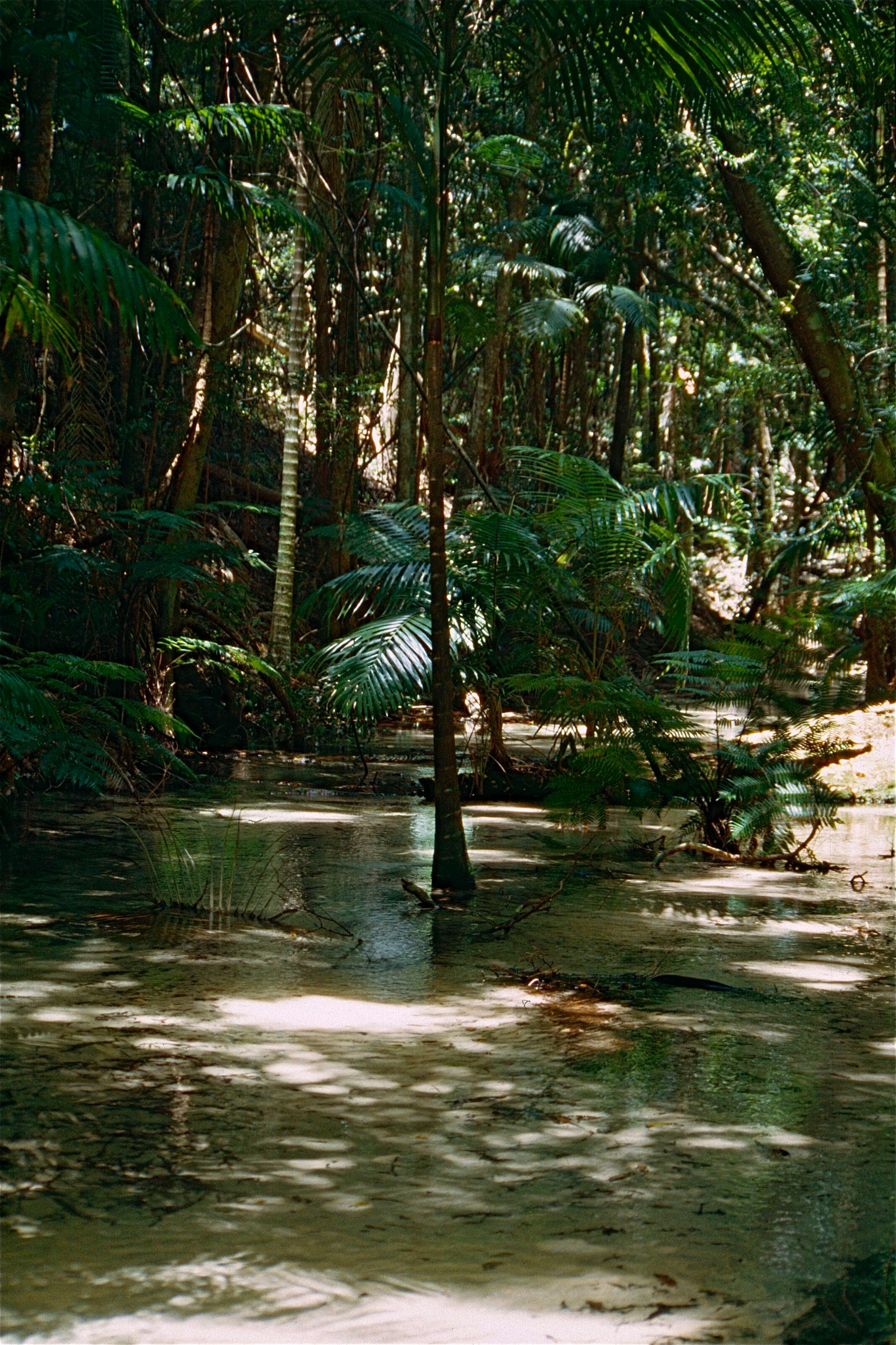 Image of angiopteris fern