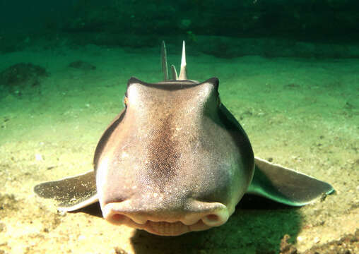 Image of Port Jackson Shark