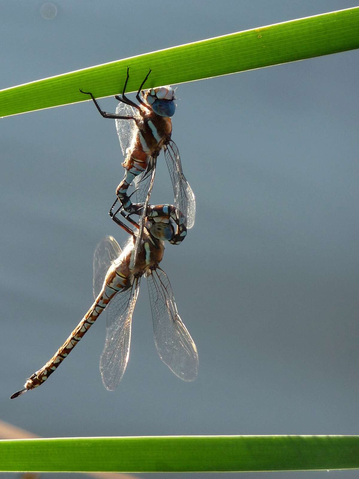 Image of Blue-eyed Darner