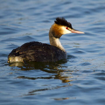 Image of Great Crested Grebe