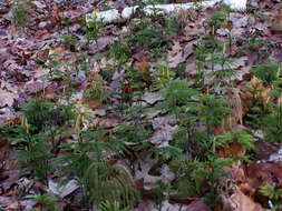 Image of Dendrolycopodium