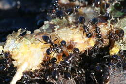 Image of Anonychomyrma