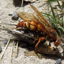 صورة Sphecius convallis Patton 1879