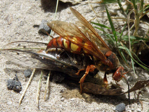 Image of Cicada Killers