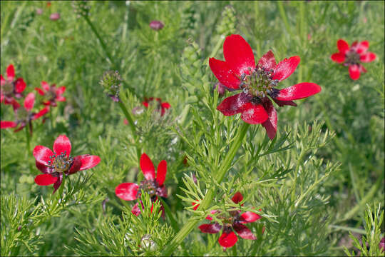 Image of Adonis annua var. cupaniana (Guss.) W. T. Wang