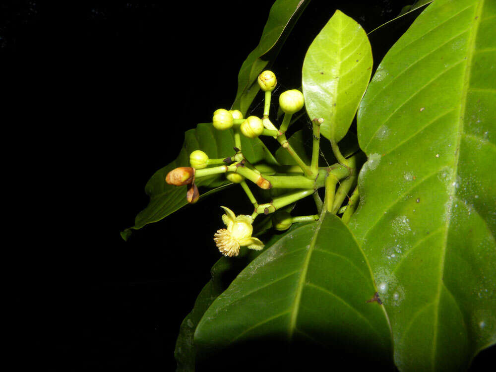 Image of Tovomita longifolia (L. C. Rich.) Hochr.