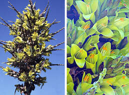 Image of Chilean Puya