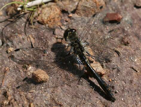 Image of Sympetrum Newman 1833