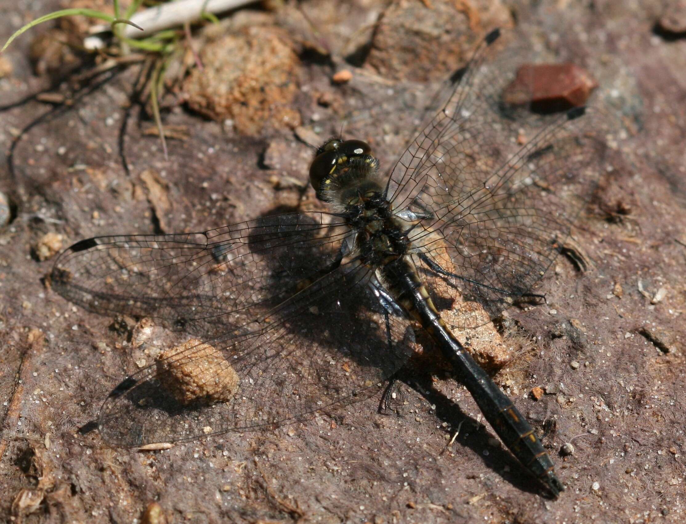 Image of Sympetrum Newman 1833