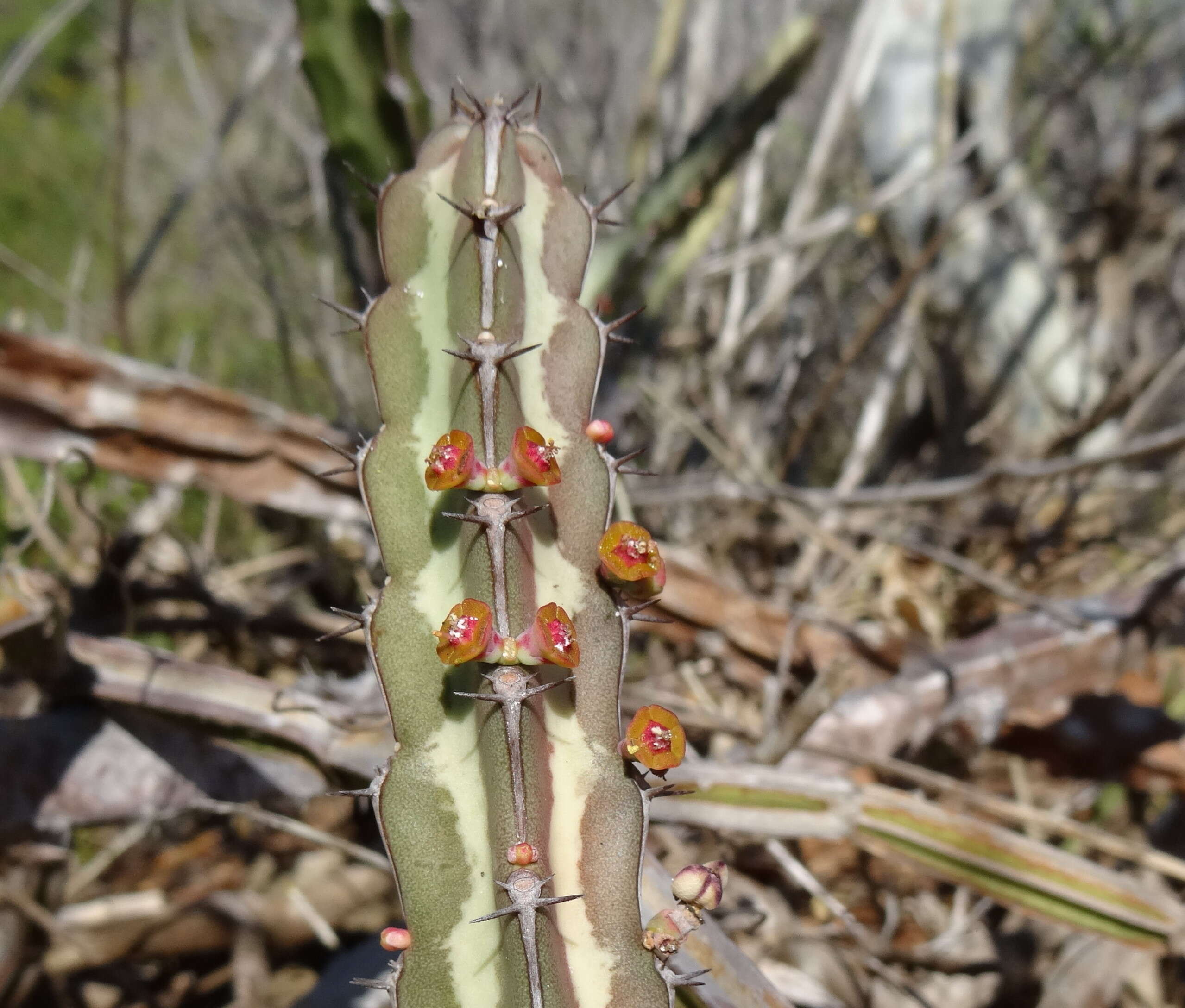 Sivun Euphorbia lividiflora L. C. Leach kuva