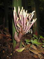 Image of Sansevieria fischeri (Baker) Marais