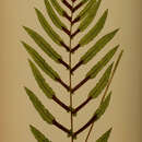 Image of Parablechnum cordatum (Desv.) Gasper & Salino