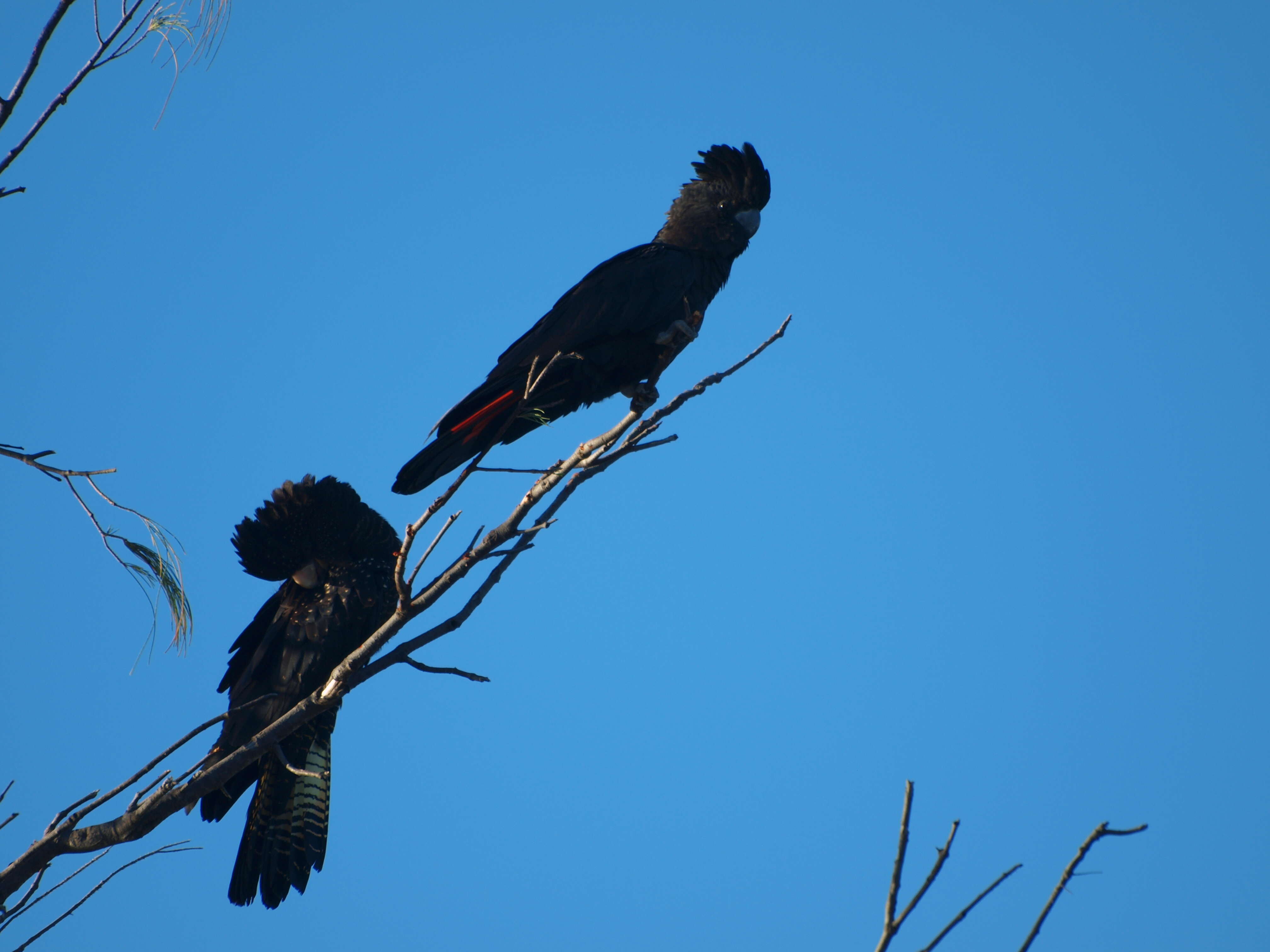 Image of Calyptorhynchus Desmarest 1826