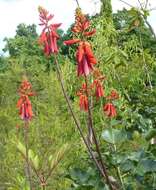 Image of dwarf erythrina