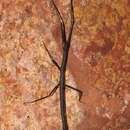 Image of Indian Stick Insect