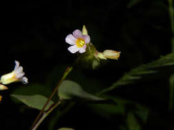 Image of Oxalis microcarpa Benth.